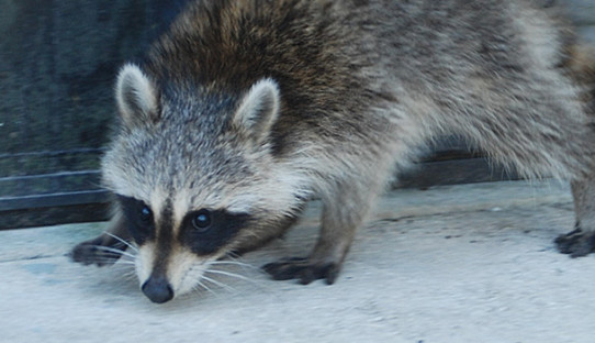 Raccoon Removal in Marion County