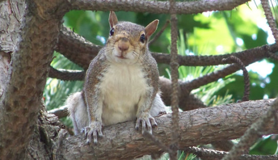 Squirrel Removal in Marion County